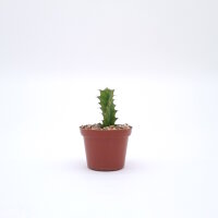Euphorbia tortirama