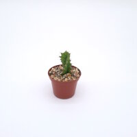 Euphorbia tortirama