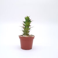 Euphorbia tortirama