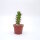 Euphorbia tortirama