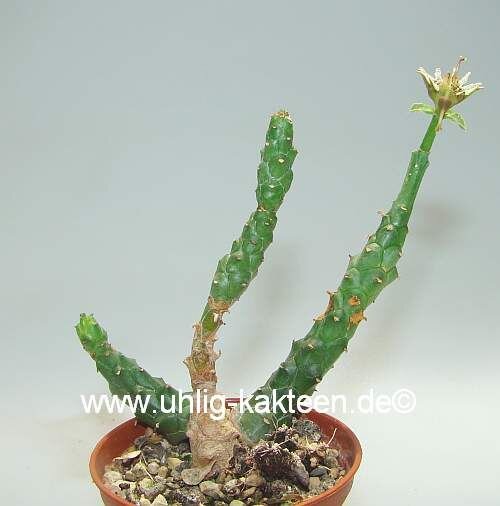 Euphorbia tridentata