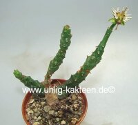 Euphorbia tridentata