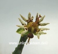 Euphorbia tridentata