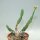Euphorbia tridentata
