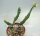 Euphorbia tridentata