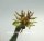 Euphorbia tridentata