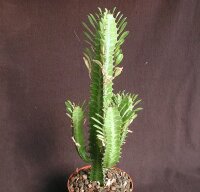 Euphorbia trigona