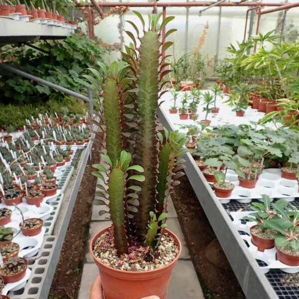 Euphorbia trigona cv. rubra