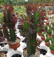 Euphorbia trigona cv. rubra