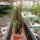 Euphorbia trigona cv. rubra