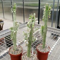 Euphorbia trigona cv. variegata