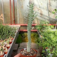Euphorbia trigona cv. variegata