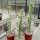 Euphorbia trigona cv. variegata