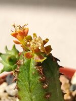 Euphorbia tubiglans