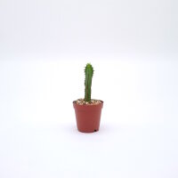 Euphorbia tubiglans