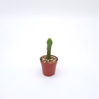 Euphorbia tubiglans