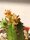 Euphorbia tubiglans