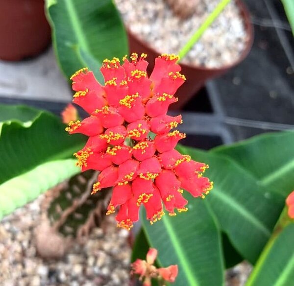 Euphorbia viguieri