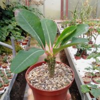 Euphorbia viguieri