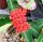 Euphorbia viguieri