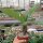 Euphorbia viguieri
