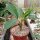 Euphorbia viguieri