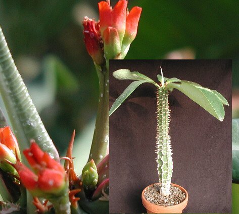 Euphorbia viguieri XL