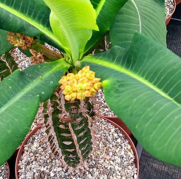 Euphorbia viguieri v. capuroniana