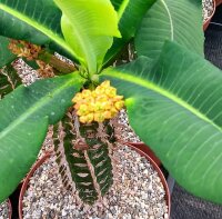 Euphorbia viguieri v. capuroniana