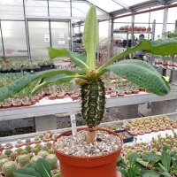 Euphorbia viguieri v. capuroniana