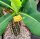 Euphorbia viguieri v. capuroniana