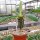 Euphorbia viguieri v. capuroniana
