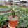 Euphorbia viguieri v. capuroniana
