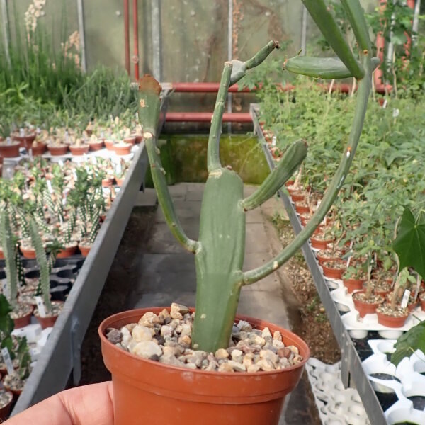 Euphorbia xylophylloides