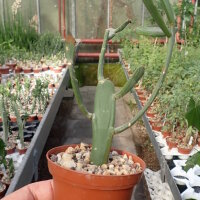 Euphorbia xylophylloides
