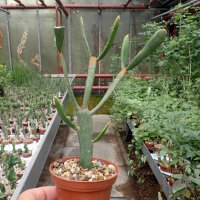Euphorbia xylophylloides