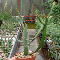 Euphorbia xylophylloides