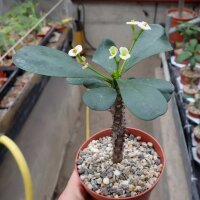Euphorbia-Hybr. BIANCA weiß