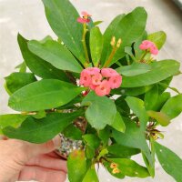 Euphorbia-Hybr. Red Hot Milii