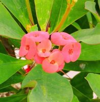 Euphorbia-Hybr. Red Hot Milii