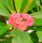Euphorbia-Hybr. Red Hot Milii