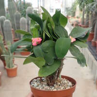 Euphorbia-Hybr. Pink Hot Milii