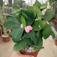 Euphorbia-Hybr. Pink Hot Milii