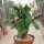Euphorbia-Hybr. Pink Hot Milii