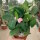Euphorbia-Hybr. Pink Hot Milii