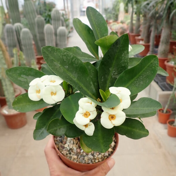 Euphorbia-Hybr. White Hot Milii