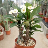 Euphorbia-Hybr. White Hot Milii