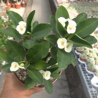 Euphorbia-Hybr. White Hot Milii