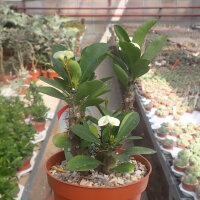 Euphorbia-Hybr. White Hot Milii