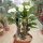 Euphorbia-Hybr. White Hot Milii